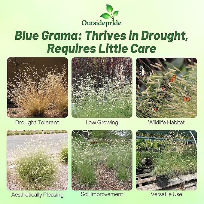 Outsidepride Blue Grama Native Grass Seed - 1 lb. Perennial, Drought Tolerant & Low Maintenance, Pasture Seeds for Planting Densely Tufted Leaves, Ideal for Hay Foraging, Grazing & Erosion Control