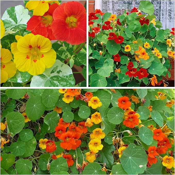 Seed Needs Double Gleam Nasturtium Seeds - 70 Heirloom Seeds for Planting Tropaeolum majus - Edible Flowers to Add to Salads, Grow in a Butterfly Garden to Attract Poillinators (1 Pack)