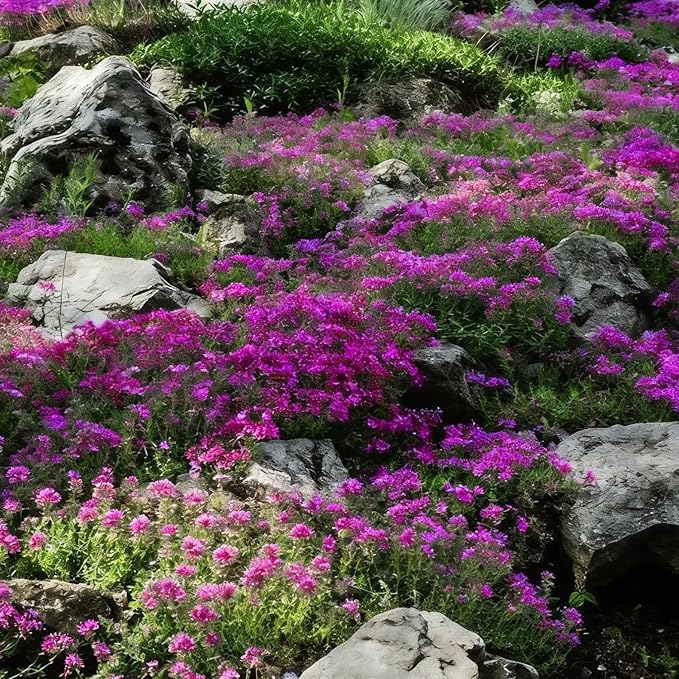 Creeping Thyme Seeds for Planting, 14000+ Outdoor-Non-GMO Thymus Flowers Seeds, Plant in Your Home Garden Backyard