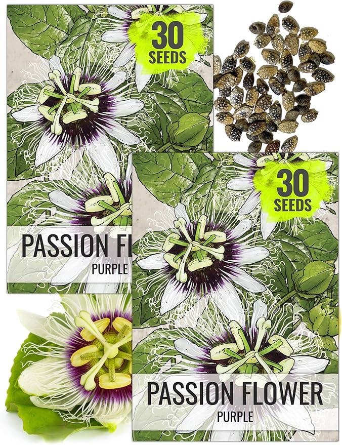 Seed Needs, Purple Passion Flower Seeds - 30 Heirloom Seeds for Planting Passiflora edulis - Annual Heirloom & Open Pollinated Vine/Climber Produces Exotic Blooms (2 Packs)