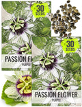 Seed Needs, Purple Passion Flower Seeds - 30 Heirloom Seeds for Planting Passiflora edulis - Annual Heirloom & Open Pollinated Vine/Climber Produces Exotic Blooms (2 Packs)