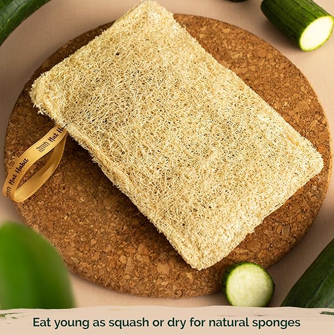 KVITER 40 Luffa Seeds (Luffa Aegyptiaca) – Loofa, Loofah Sponge Gourd Heirloom Seeds, Ideal Non GMO & Organic Natural Sponge – Loofah Seed for Planting from USA to Grow in Your Home Vegetable Garden