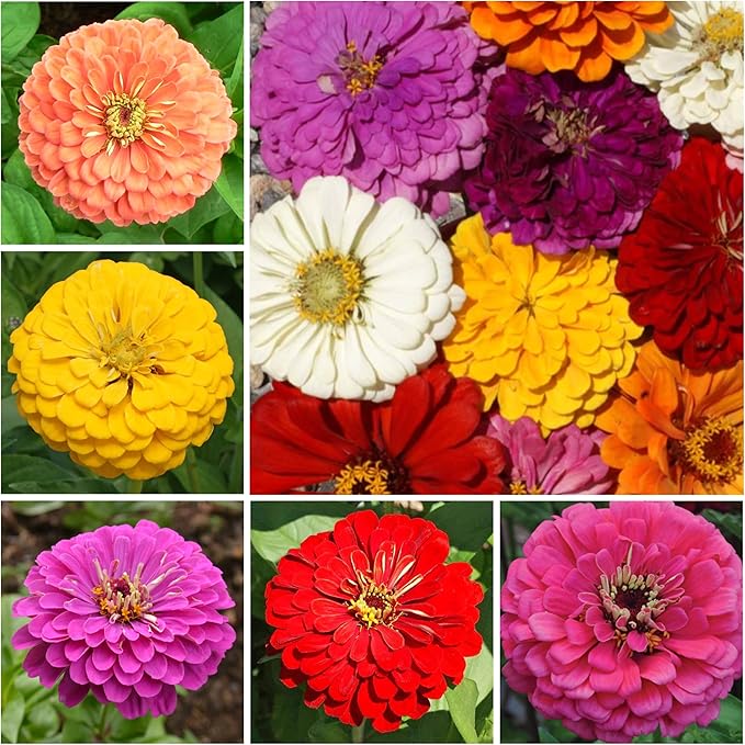 Seed Needs Zinnia Seeds for Planting California Giants Zinnias Blend - Heirloom & Open Pollinated Flowers to Grow an Outdoor Wildflower Butterfly Garden to Attract Pollinators (1 Pack)
