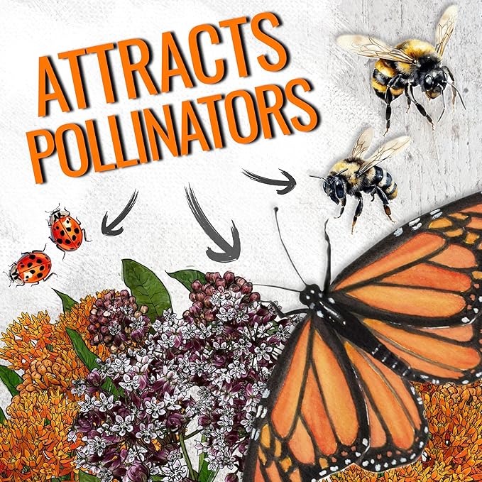 Seed Needs Milkweed Seeds for Planting Butterfly Orange/Common Pink Asclepias Flowers - Heirloom Wildflowers to Attract Monarch Butterflies to a Butterfly Garden