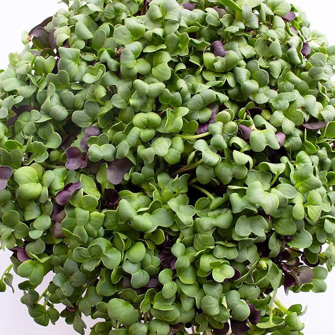 Colorful Radish Microgreens Seeds Mix - 4 Oz ~669 Seeds - Blend of Green, Red Stem, and Purple Radish Microgreens