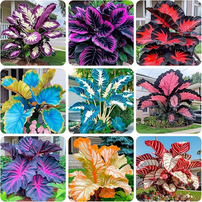 300+USA Premium Caladium Flower Plant Seeds for Palnting Outdoor, Non-GMO Heirloom Ideal for Garden & Indoor Planting