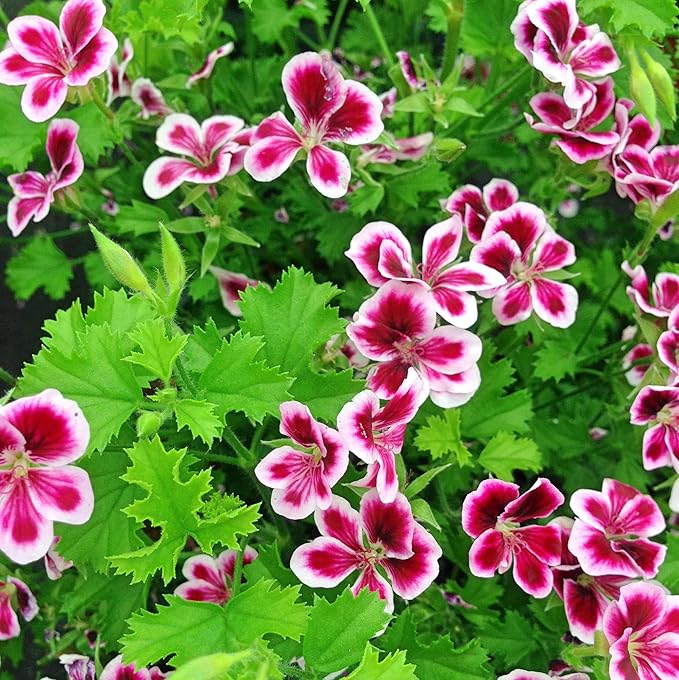Citronella Plant Seeds for Planting - 1500+ Citronella Geranium Seeds Non-GMO Citronella Plant Seeds Home Heirloom Garden Perennial Plant