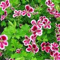 Citronella Plant Seeds for Planting - 1500+ Citronella Geranium Seeds Non-GMO Citronella Plant Seeds Home Heirloom Garden Perennial Plant