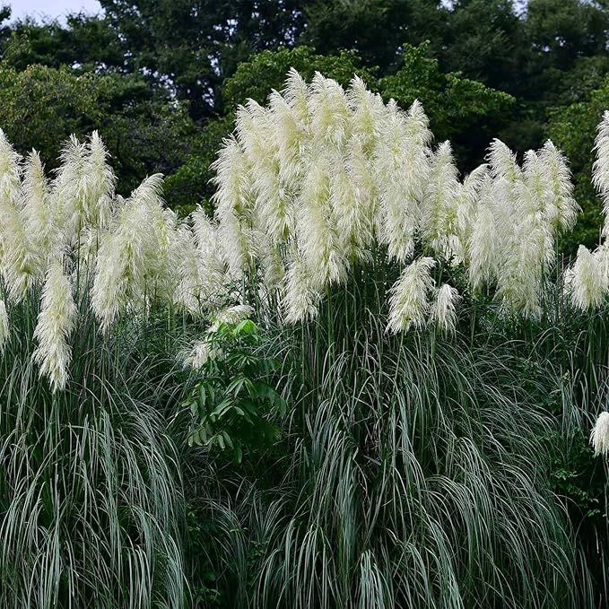 Pampas Grass Seeds - Argentea White - 1000 Seeds - Decorative Ornamental Grass - Cortaderia selloana