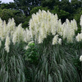 Pampas Grass Seeds - Argentea White - 1000 Seeds - Decorative Ornamental Grass - Cortaderia selloana