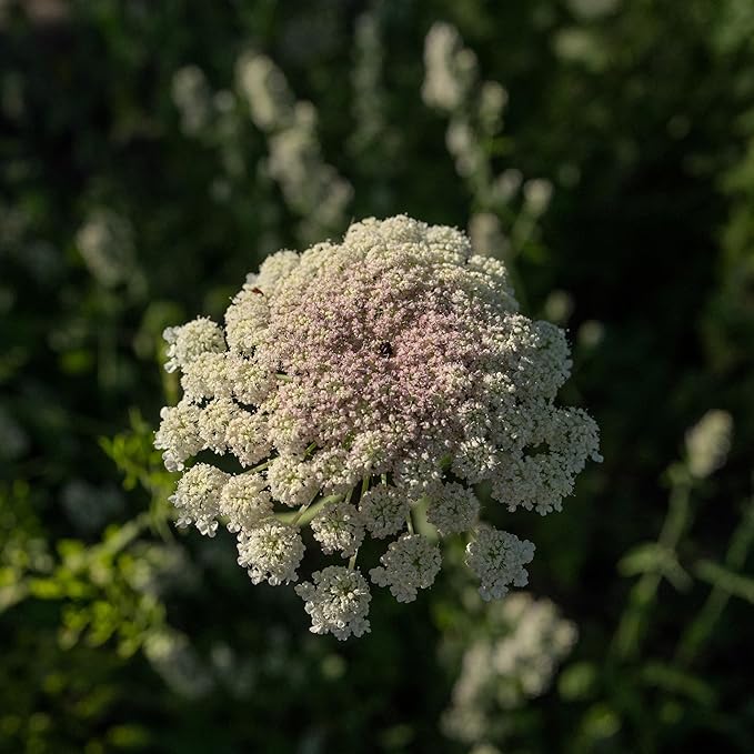 Plant Good Seed Organic Dara Queen Anne's Lace Flower Seeds for Planting: Heirloom Ammi, Red, Pink and White Blossoms - 200 Seed Packet