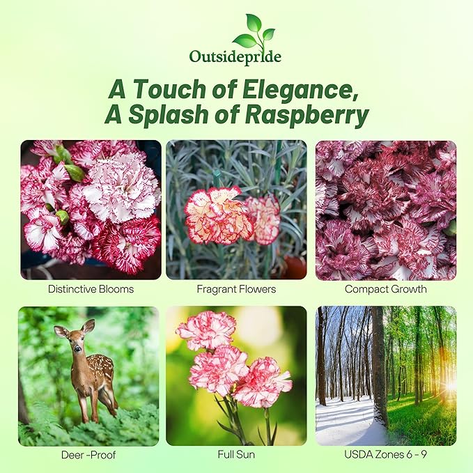 Outsidepride Raspberry Ripple Carnation Seeds - 200 Pcs Perennial, Easy to Grow Flower Seeds for Planting with Fragrant Blooms, Ideal for Pollinators, Cutting Gardens, Bouquets, & Floral Arrangements