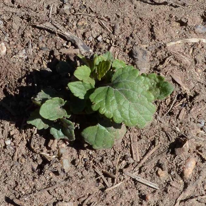 Seed Needs Anise Hyssop Seeds for Planting Agastache foeniculum - Non-GMO Heirloom & Untreated - Grow a Medicinal/Culinary Herb Garden for Tea & Essential Oils (5 Packs)