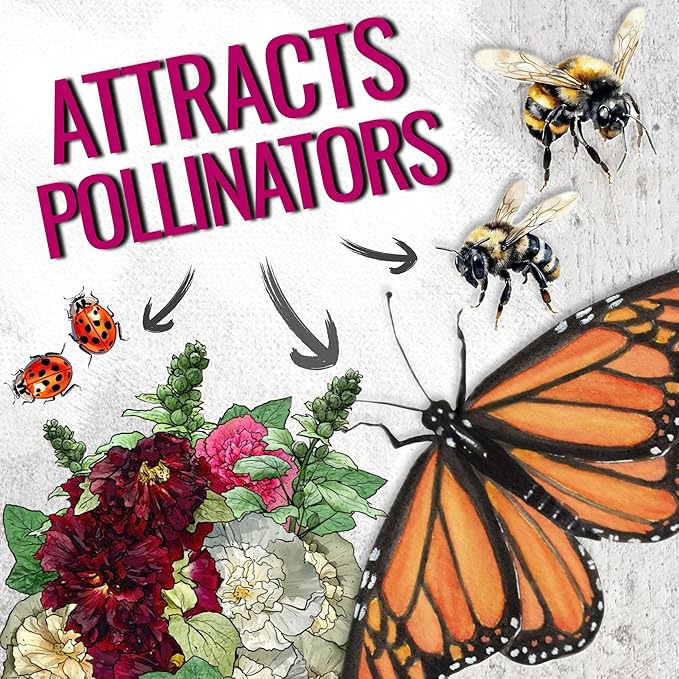 Seed Needs Hollyhock Seeds Double Majorette Blend | 1,000+ Heirloom Seeds Alcea Rosea Biennial Flower | Bulk Holly Hock Seed Garden Favorite | Multicolored Blooms Attracts Pollinators