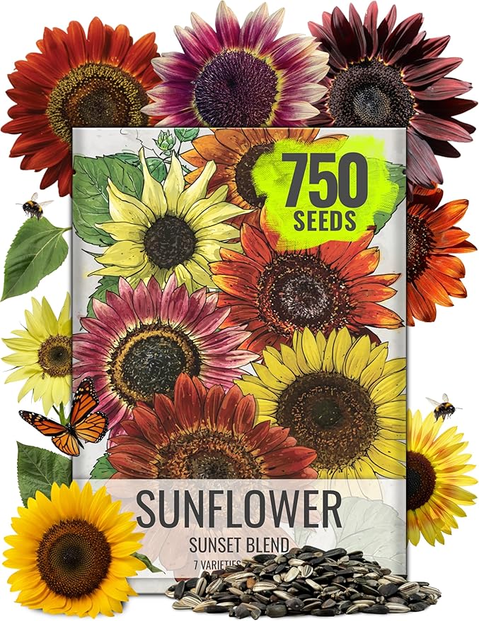 Seed Needs Sunflower Seeds to Plant Sunset Blend 7 Varieties Mix | 750+ Seeds Helianthus Annuus Heirloom Open Pollinated Bulk Flower Seed | Multicolored Sun Flowers Garden Favorite