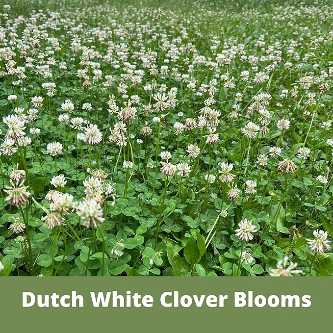 Flawn Seed Kits White Dutch Clover Seed, 8.8 Oz, Organic Coated, Natural Lawn, Ground Cover, Hunting Food Plot, Covers up to 2,000 SqFt