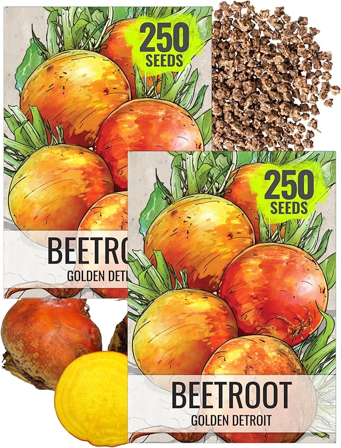 Seed Needs, Golden Detroit Beet Seeds - 250 Heirloom Seeds for Planting Beta vulgaris - Grow an Outdoor Garden Non-GMO & Untreated (2 Packs)