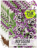 Seed Needs Royal Carpet Alyssum Seeds for Planting - Heirloom & Untreated - Tender Perennial Flowers to Attract Pollinators to Rock Gardens, Pots, Containers & Window Boxes (5 Packs)