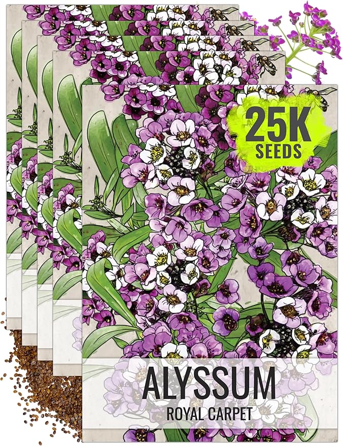 Seed Needs Royal Carpet Alyssum Seeds for Planting - Heirloom & Untreated - Tender Perennial Flowers to Attract Pollinators to Rock Gardens, Pots, Containers & Window Boxes (5 Packs)