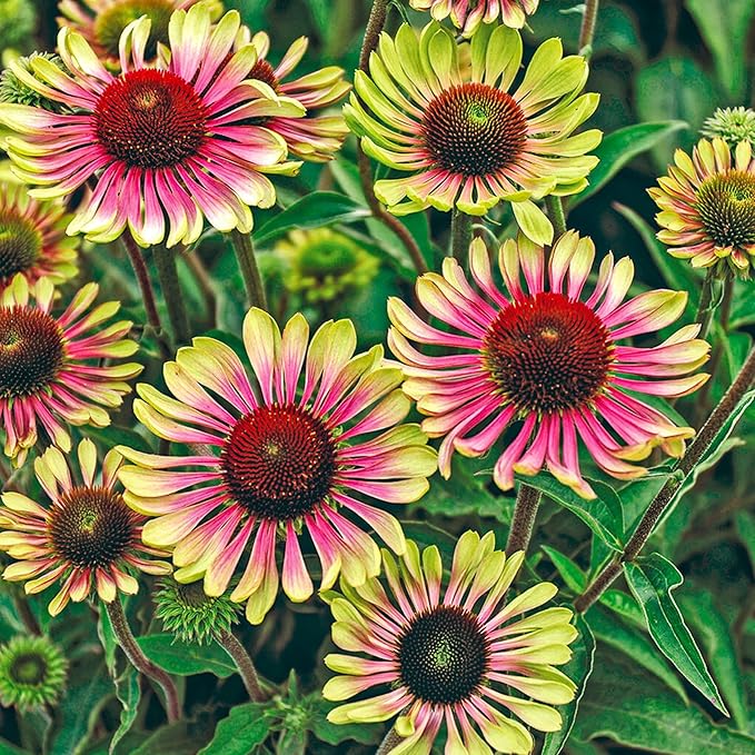 100+ Green Twister Coneflower Flower Seeds for Planting Outdoor-Rare Echinacea Purpurea 'Green Twister' Flower Plant Seeds for Garden Home Deer Resistant Non-GMO