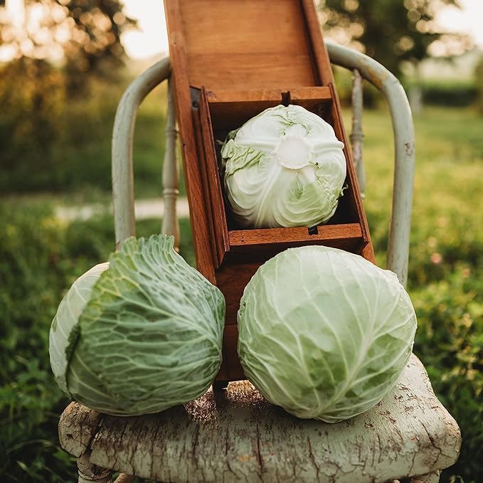 All Seasons Cabbage - 100 Seeds - Heirloom & Open-Pollinated Variety, Non-GMO Vegetable Seeds for Planting Outdoors in The Home Garden, Thresh Seed Company