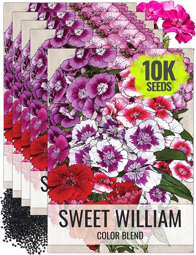 Seed Needs Sweet William Seeds for Planting Dianthus Flowers - Heirloom & Open Pollinated Annual Wildflower Seed Mix to Attract Butterflies, Bees & Other Pollinators to a Butterfly Garden (5 Packs)