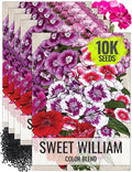 Seed Needs Sweet William Seeds for Planting Dianthus Flowers - Heirloom & Open Pollinated Annual Wildflower Seed Mix to Attract Butterflies, Bees & Other Pollinators to a Butterfly Garden (5 Packs)