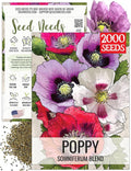 Seed Needs Mixed Somniferum Poppy Seeds for Planting - Heirloom & Open Pollinated Annual Flowers - Colorful Masses of Wildflowers, Perfect for a Butterfly Garden (1 Pack)