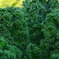 Vates Blue Curled Scotch Kale - 100 Seeds - Heirloom & Open-Pollinated Variety, non-GMO Vegetable, Leafy Greens Seeds for Planting Indoors/Outdoors in Containers/Aerogarden/Garden, Thresh Seed Company