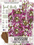 Seed Needs Dwarf Pink Alyssum Seeds for Planting - Heirloom & Open Pollinated Flower Seed to Plant Low Growing Tender Perennial Flowers for Rock Gardens, Pots & Containers (1 Pack)