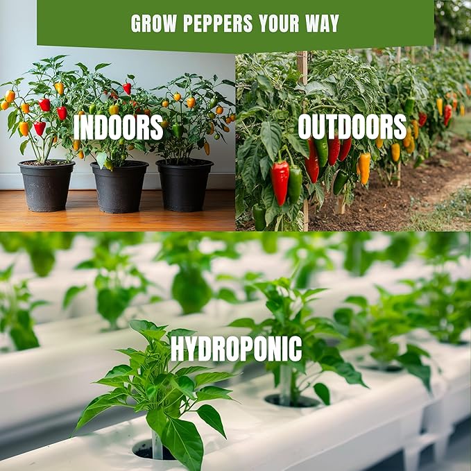 Fall & Winter Big Jim Pepper Seeds for Indoor Planting – 50 Non-GMO Heirloom USA-Grown Mild 2,500–3,000 SHU Seeds with High Germination (Capsicum annuum)