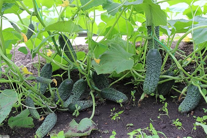 Seeds Vegetable Cucumber Titus Heirloom for Pickling 45 Days - 20 Seeds