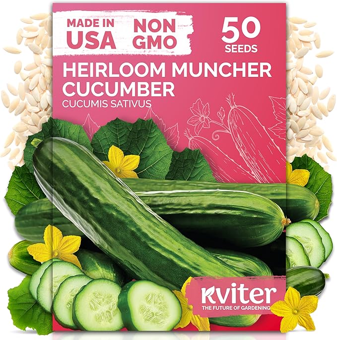 KVITER 50 Muncher Cucumber Seeds (Cucumis sativus) – Burpless & Seedless Cucumber Organic, Non GMO & Heirloom Cucumbers – Vegetable Seeds for Planting Outdoors in Home Garden & Containers