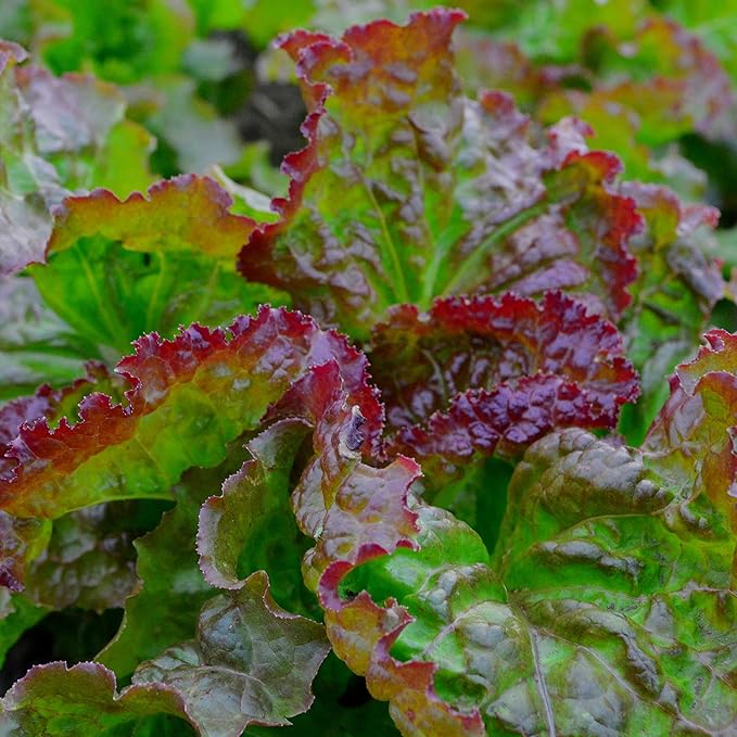 Prizehead Lettuce - 250 Seeds - Heirloom & Open-Pollinated Variety, Non-GMO Vegetable Seeds for Planting, Grow Salad Greens Indoors or Outdoors in Containers or The Home Garden, Thresh Seed Company
