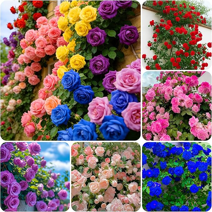 300+Climbing Rose Bush Seeds for Planting Outdoors-Perennial Flowering Plant for Trellises Arbors Garden Borders