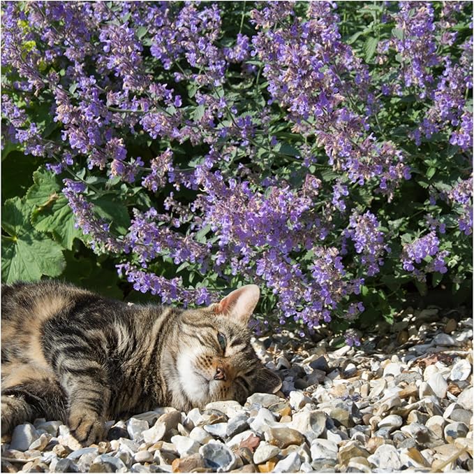 Seed Needs Catmint Seeds for Planting an Indoor/Outdoor Herb Garden - Non-GMO Heirloom & Untreated Herbal Plants - Great for Cats Nepeta mussinii (5 Packs)