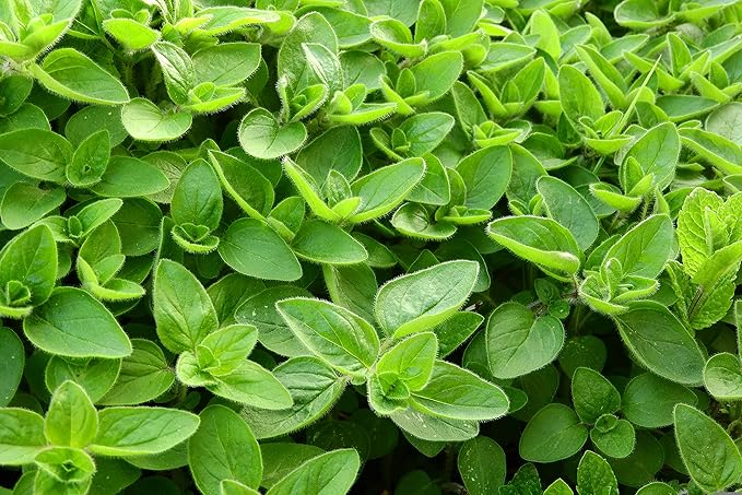 TKE Farms & Gardens - Marjoram Seeds for Planting, 500 Mg, 2000 Heirloom Seeds, Non-GMO, Packet Includes Instructions for Growing, Origanum majorana, Qty 1