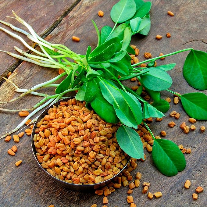 Back to The Roots 100% Organic Heirloom Seeds - Fenugreek Gardening Seeds Value Pack (2g Total)