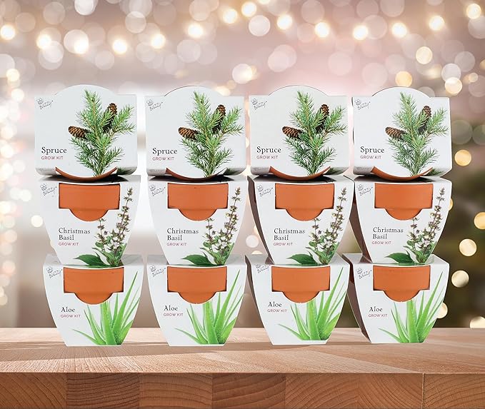 BUZZY Seeds Radiant Collection 12-Pack – All-in-One Mini Terracotta Seed Starter Kit for Herbs, Succulents, and Trees, Includes Aloe, Christmas Basil, and Spruce Seeds, Perfect Gardening Gift