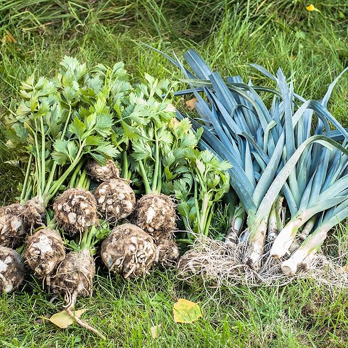 Leek Seeds - Giant Musselburgh - 1 Oz ~11,000 Seeds - Allium porrum - Farm & Garden Vegetable Gardening & Microgreens Seed - Non-GMO, Heirloom, Open Pollinated, Annual