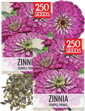 Seed Needs Zinnia Seeds for Planting Purple Prince Zinnias - Heirloom & Open Pollinated Wildflower Seed to Plant a Butterfly Garden - Great for Cut Flowers (2 Packs)
