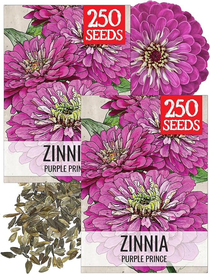 Seed Needs Zinnia Seeds for Planting Purple Prince Zinnias - Heirloom & Open Pollinated Wildflower Seed to Plant a Butterfly Garden - Great for Cut Flowers (2 Packs)