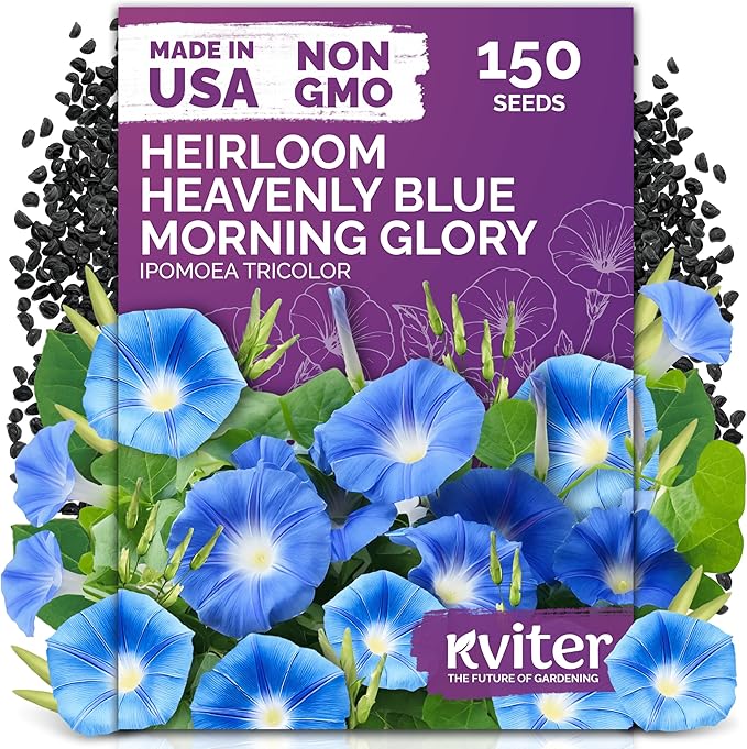 KVITER 150 Heavenly Blue Morning Glory Seeds Bulk (Ipomoea Tricolor) – Heirloom Seed Packets – Climbing Flower Seeds for Planting Outside, Blue Blooms for Home Garden Trellises, Fences