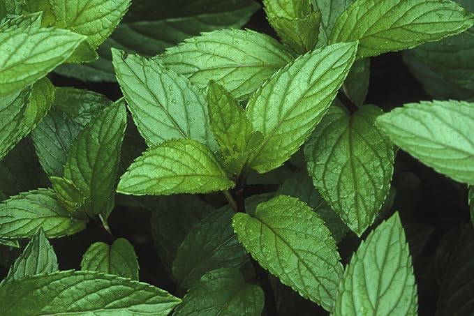 Peppermint Seeds 50 Count, COOL BEANS N SPROUTS Brand. Herb Seeds. Home Gardening.