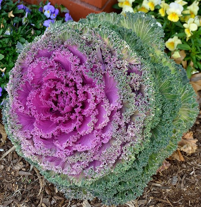 Seeds Flowering Kale 'Fringed Mix' - Heirloom Vegetable - GMO Free