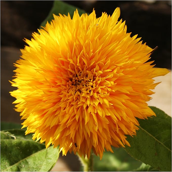 Seed Needs Sunflower Seeds for Planting an Outdoor Flower Garden - Heirloom & Open Pollinated Variety Pack Collection - Plant a Butterfly Garden to Attract Pollinators (6 Packs)