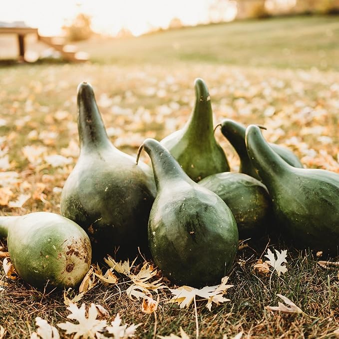 Martinhouse Bottle Gourd - 25 Seeds - Grow Your Own Purple Martin Birdhouses, Non-GMO, Heirloom Bottle Gourd Seeds for Planting in The Home Garden, Thresh Seed Company