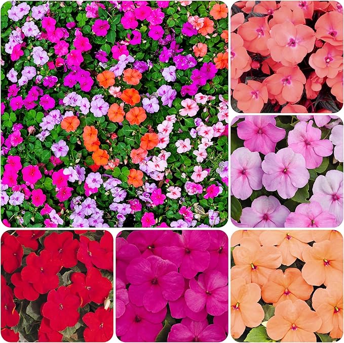 1000+Perennial Vinca Periwinkle Flower Seed for Planting-Non-GMO Heirloom Annual Ground Cover Seeds