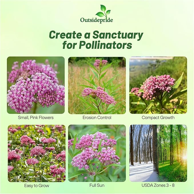 Outsidepride Swamp Milkweed Seeds - 1000 Pcs Perennial, Heat & Humid Tolerant, Pollinator-Friendly Wildflower Seeds, Ideal for Monarch Butterflies, Cut Flowers, Borders, or Meadows
