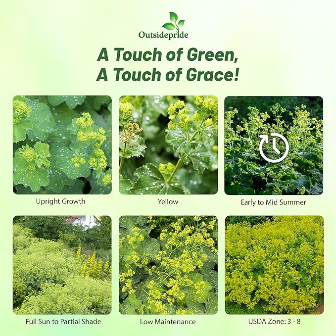 Outsidepride Lady's Mantle Seeds - 1000 Pcs. Perennial, Versatile & Low Maintenance, Flower Seeds for Planting Clustered Yellow Blooms with Velvety Foliage for Cut Flower Bouquets & Pollinator Gardens